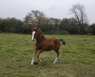 photo du cheval